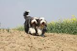 BEARDED COLLIE 157